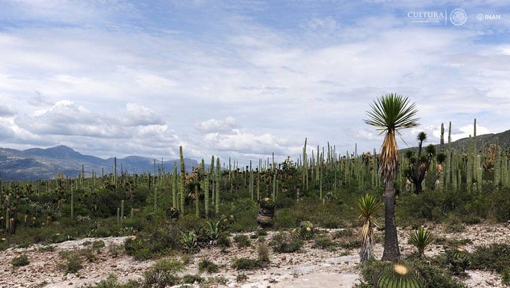 El paisaje natural, constituido por especies y asociaciones vegetales únicas : Foto © Mauricio Marat INAH