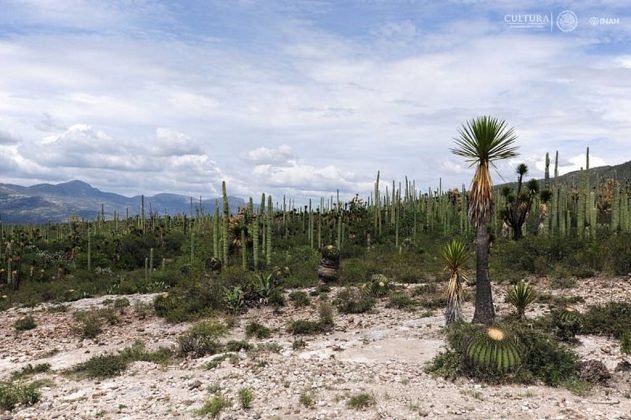 El paisaje natural, constituido por especies y asociaciones vegetales únicas : Foto © Mauricio Marat INAH