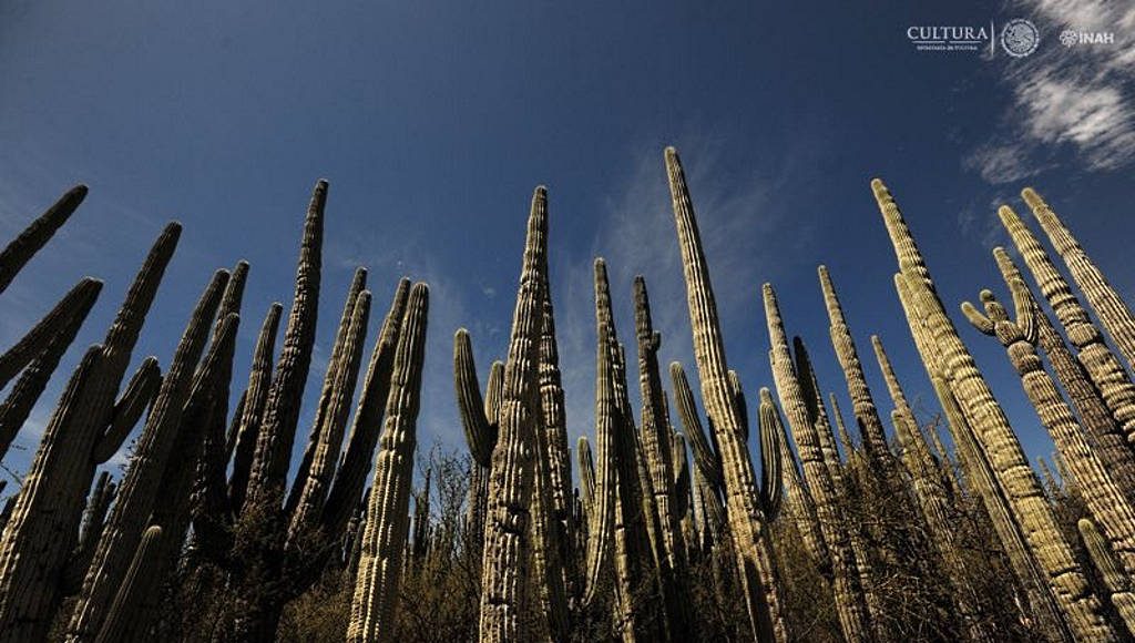 Hay bosques de cactáceas columnares de gran tamaño, flora endémica y hábitat de especies de fauna silvestre : Foto © Mauricio Marat INAH