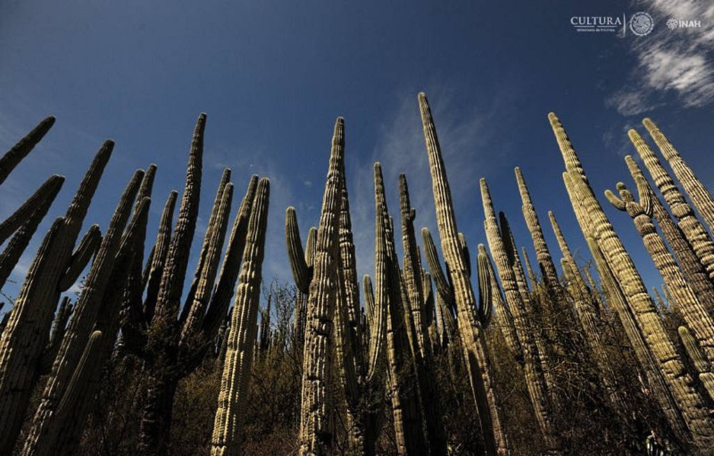 Hay bosques de cactáceas columnares de gran tamaño, flora endémica y hábitat de especies de fauna silvestre : Foto © Mauricio Marat INAH