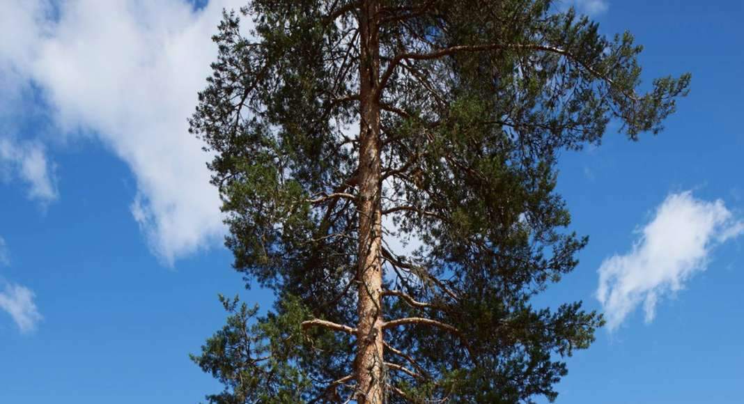 The façade timber has been cut in the forest surrounding the building : Photo credit © Åke E:son Lindman