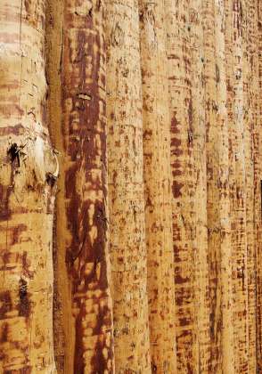 The timber is decorticated, untreated, cleaved in half, and mounted on a rack surrounding the building : Photo credit © Åke E:son Lindman