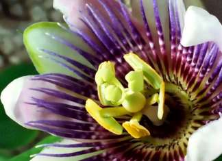 Louie Schwartzberg: Naturaleza. Belleza. Gratitud : Photo courtesy of © TED Conferences LLC