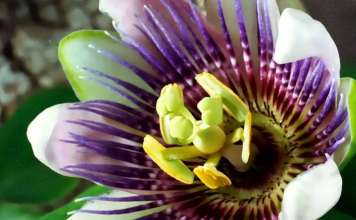 Louie Schwartzberg: Naturaleza. Belleza. Gratitud : Photo courtesy of © TED Conferences LLC