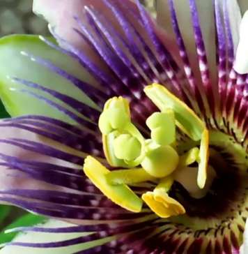 Louie Schwartzberg: Naturaleza. Belleza. Gratitud : Photo courtesy of © TED Conferences LLC