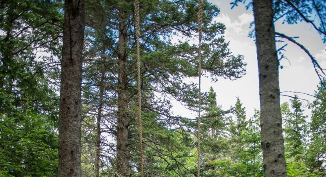 HAIKU by architects Francisco A. Garcia Pérez & Alessandra Vignotto, Granada (Spain). A lonely swing in the forest, a flooded path, a motionless stone. Everything is in place to appreciate the cycle of the forest life : Photo credit © Martin Bond