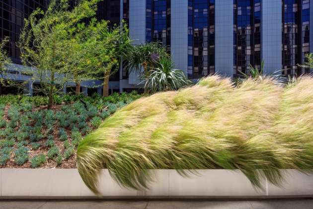 AHBE Landscape Architects Unveils Healing Gardens for Cedars-Sinai Medical Center : Photo credit © @heliphoto.net